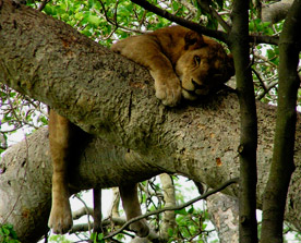 Subadult lion, near Ishasha, Uganda