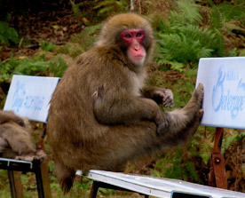 Japanese macaque, Arashiyama, Kyoto